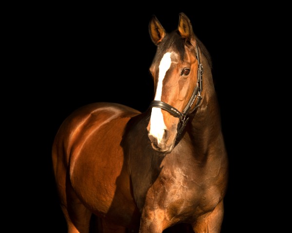 jumper Lasina 2 (Bavarian, 1996, from Champ of Class)