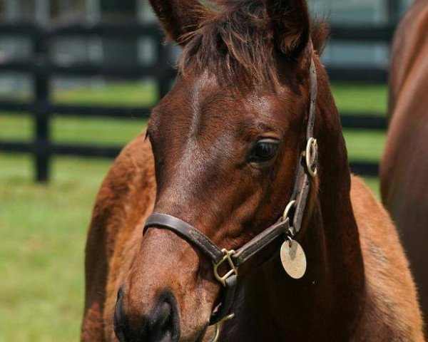 horse Hengst von Curlin xx (Thoroughbred, 2021, from Curlin xx)
