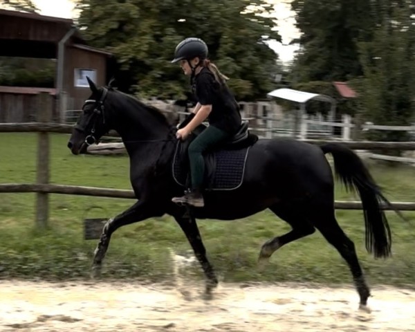 broodmare Madonna (German Riding Pony, 2014, from New Classico)