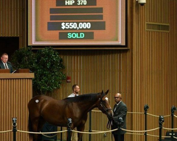 horse Hengst von Medaglia d´Oro xx (Thoroughbred, 2018, from Medaglia d'Oro xx)