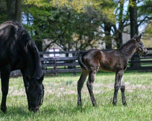 Pferd Hengst von Medaglia d´Oro xx (Englisches Vollblut, 2020, von Medaglia d'Oro xx)