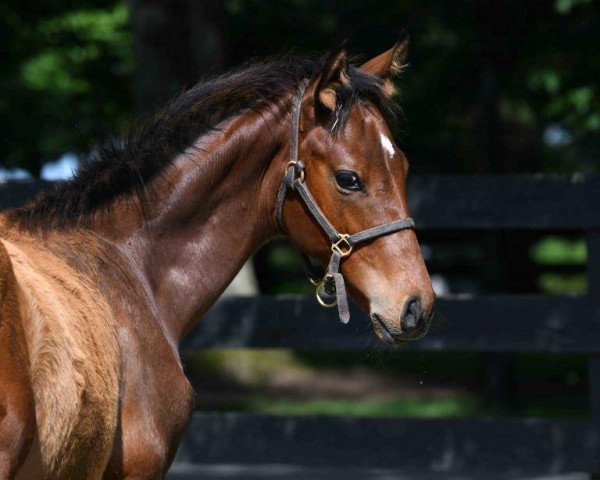 Pferd Hengst von Medaglia d´oro xx (Englisches Vollblut, 2020, von Medaglia d'Oro xx)