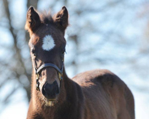 horse Stute von Curlin xx (Thoroughbred, 2020, from Curlin xx)