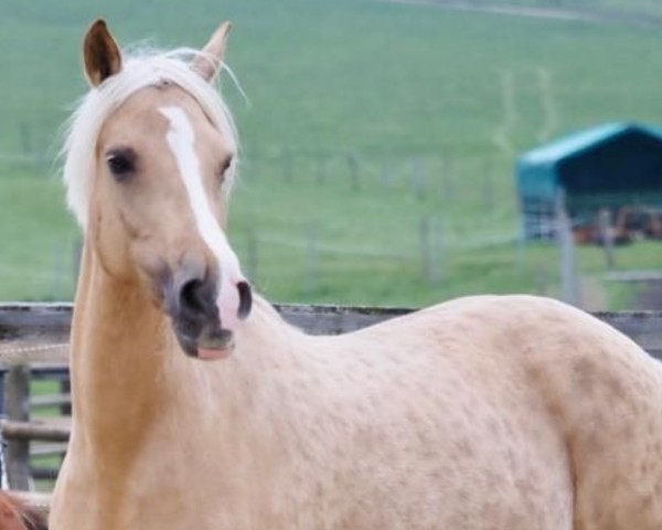 Zuchtstute Candela (Deutsches Reitpony, 2011, von Can Dance 3)