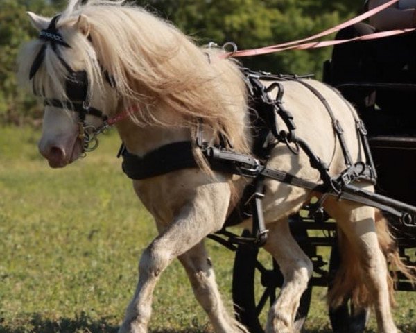 Deckhengst Meerhusens Valentino (Shetland Pony, 2017, von Vympel von der Ostsee)