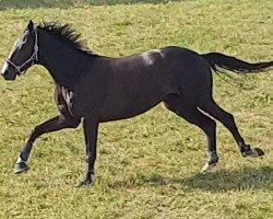 Pferd Bretton Sky (Oldenburger, 2016, von Bretton Woods)