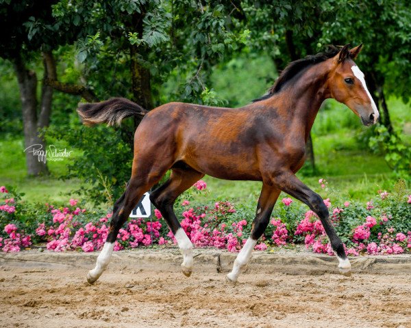 horse Gustav B (Oldenburg, 2021, from Goldberg)
