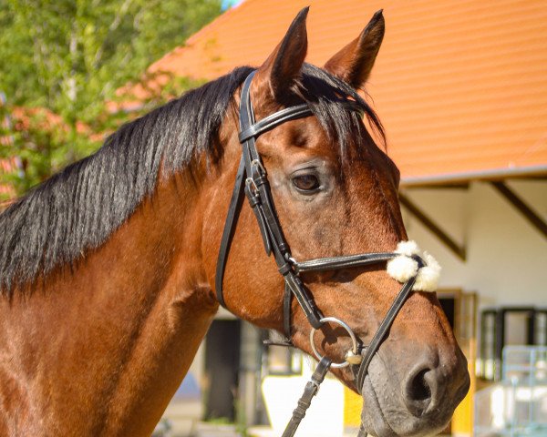 broodmare Vanessa 239 (Holsteiner, 2005, from Contender)