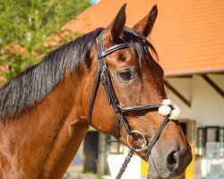 broodmare Vanessa 239 (Holsteiner, 2005, from Contender)