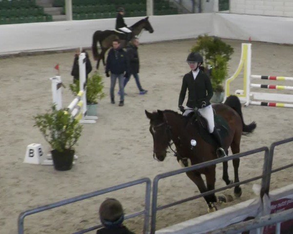 Reitturnier Zweibrücken - Halle 2025