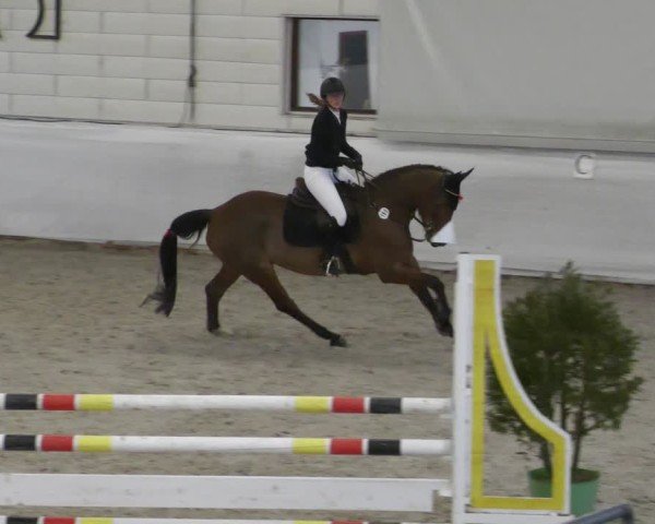 Reitturnier Zweibrücken - Halle 2025