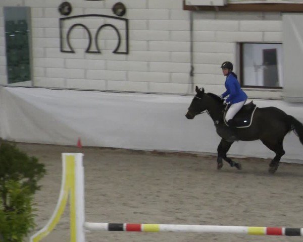 Reitturnier Zweibrücken - Halle 2025