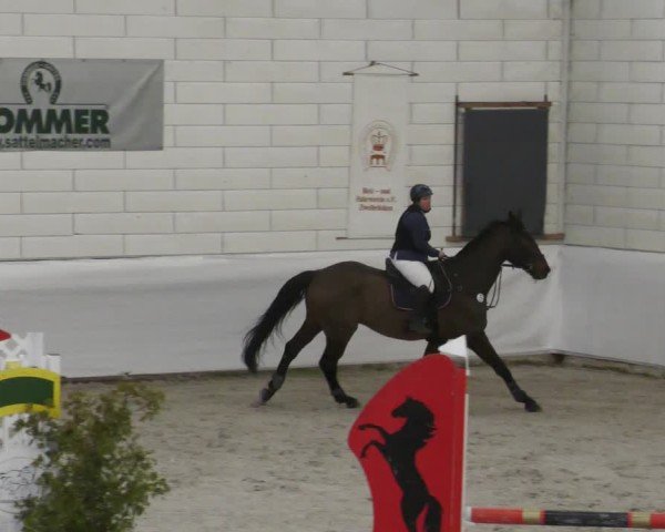 Reitturnier Zweibrücken - Halle 2025