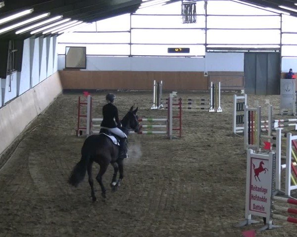Reitturnier Datteln 2025