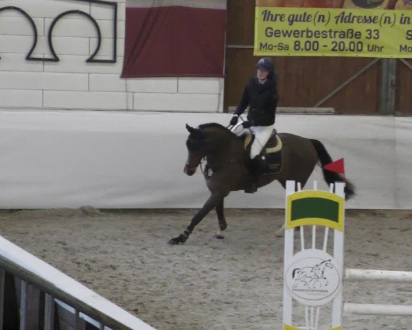 Reitturnier Zweibrücken - Halle 2025