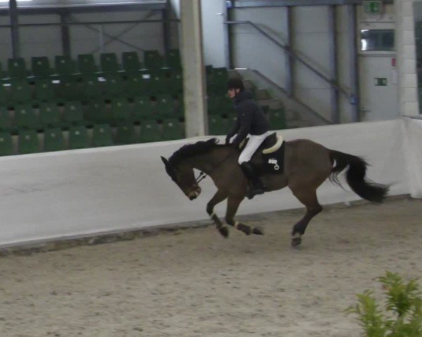 Reitturnier Zweibrücken - Halle 2025