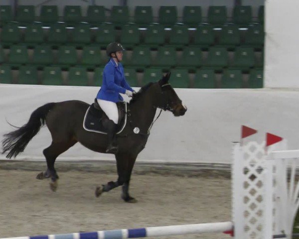 Reitturnier Zweibrücken - Halle 2025