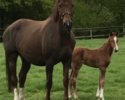 broodmare Endless Summer 5 (Westphalian, 2009, from Estobar NRW)