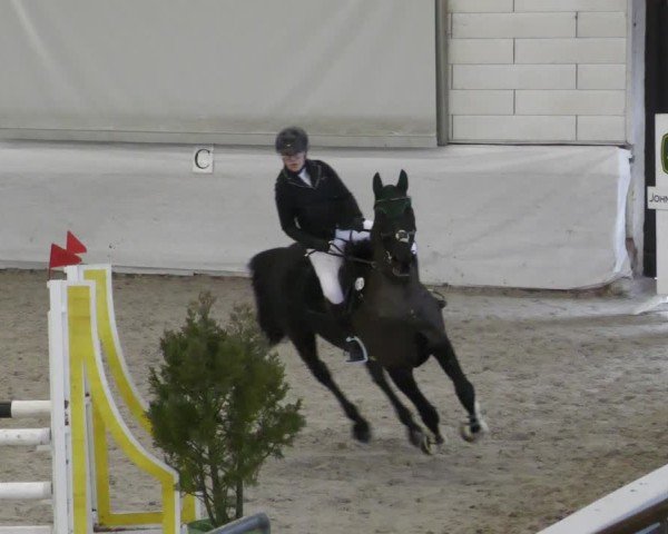 Reitturnier Zweibrücken - Halle 2025
