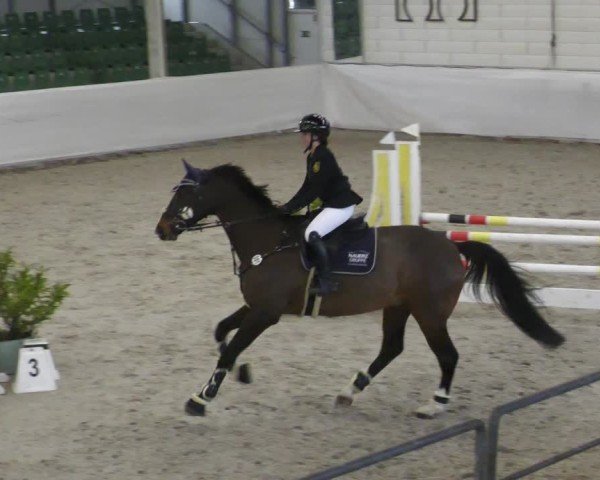 Reitturnier Zweibrücken - Halle 2025