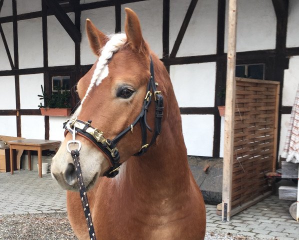 horse Spartacus (6,25% ox) (Edelbluthaflinger, 2012, from Special-Gold (6,25% ox))