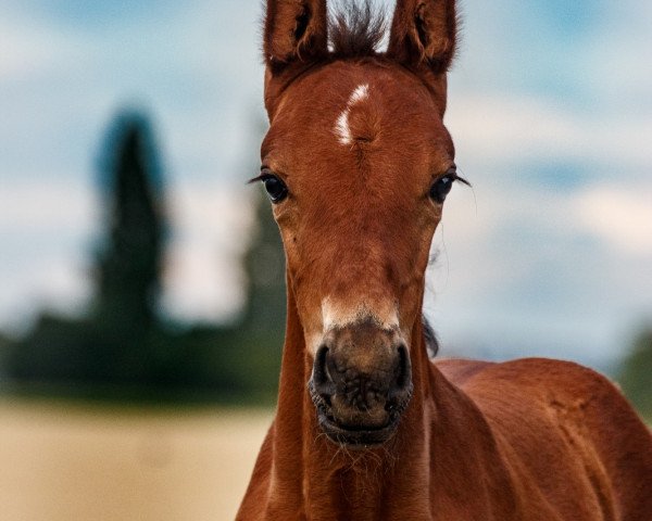 horse Taloucarlito S (Westphalian, 2021, from Taloubet Z)