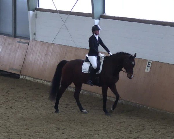 Reitturnier Datteln 2025