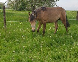 Pferd Gin Fire F. (Kleines deutsches Reitpferd, 2022, von Gluckspilz Wf)