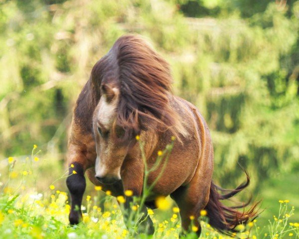 Deckhengst El Saraja Little Legend (Shetland Pony (unter 87 cm), 2014, von Athelney Elvis)