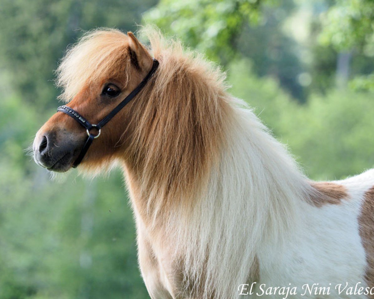 broodmare El Saraja Nini Valesca (Shetland Pony, 2021, from Jungle Little Lord Devero)
