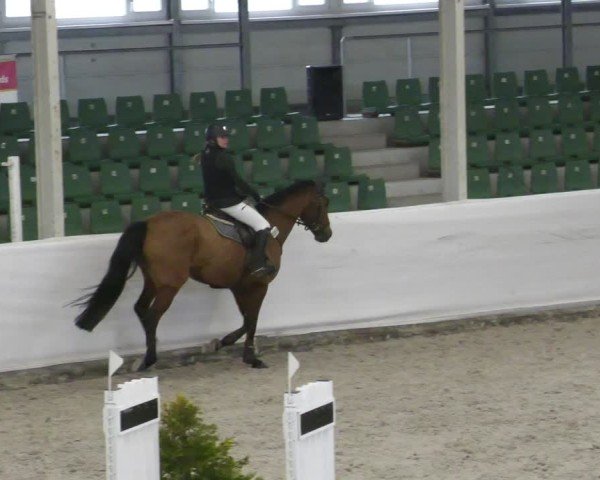 Reitturnier Zweibrücken - Halle 2025