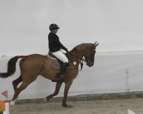 Reitturnier Zweibrücken - Halle 2025