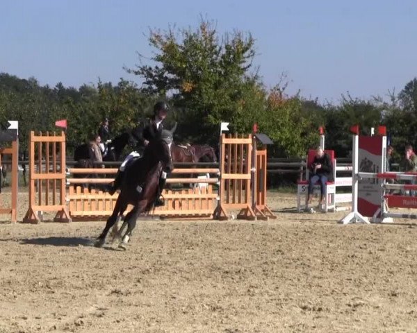 Reitstall Brinkmann 2013