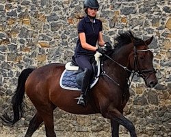 jumper Safira (Westphalian, 2006, from Stakkato Gold)