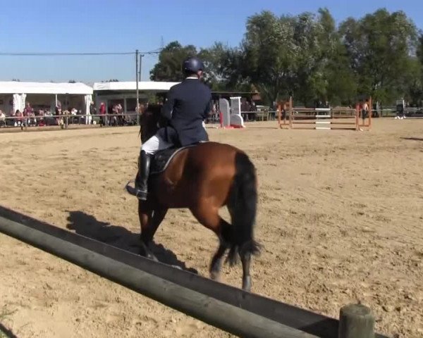 Reitstall Brinkmann 2013