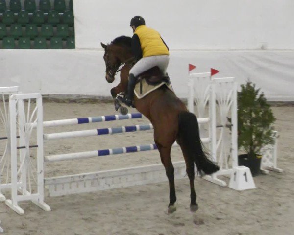 Reitturnier Zweibrücken - Halle 2025