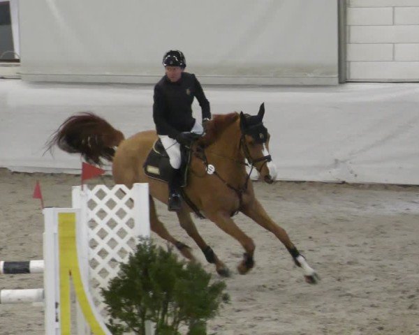 Reitturnier Zweibrücken - Halle 2025