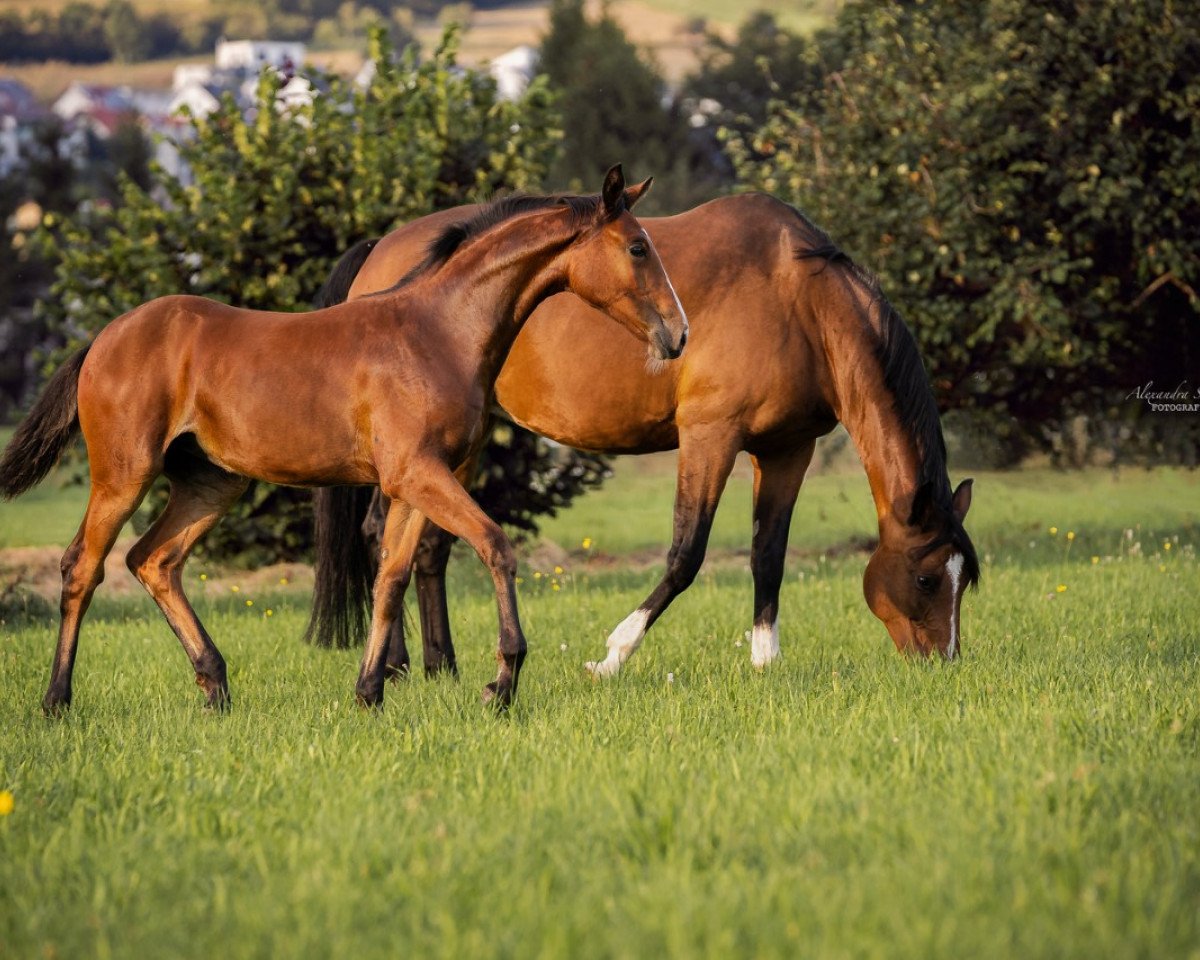 horse Cassiopaya Blue (German Sport Horse, 2021, from Chacco Chacco)