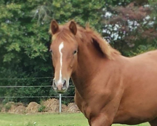 Pferd All In One (Oldenburger, 2013, von All Inclusive)