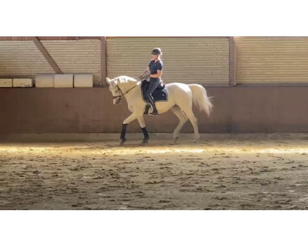 horse Pascar (Great Poland (wielkopolska), 2007, from Santiego)
