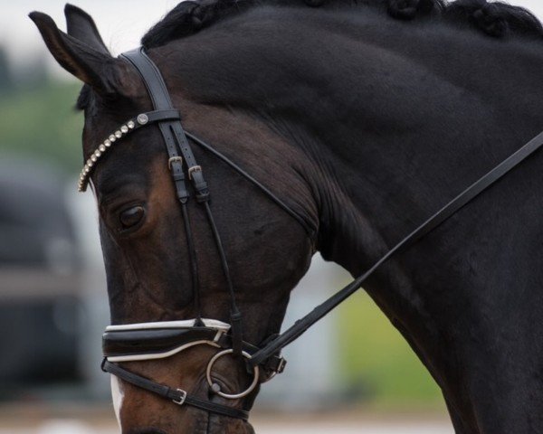 dressage horse Dimondo (Oldenburg, 2014, from Diamonit I)