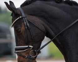 dressage horse Dimondo (Oldenburg, 2014, from Diamonit I)