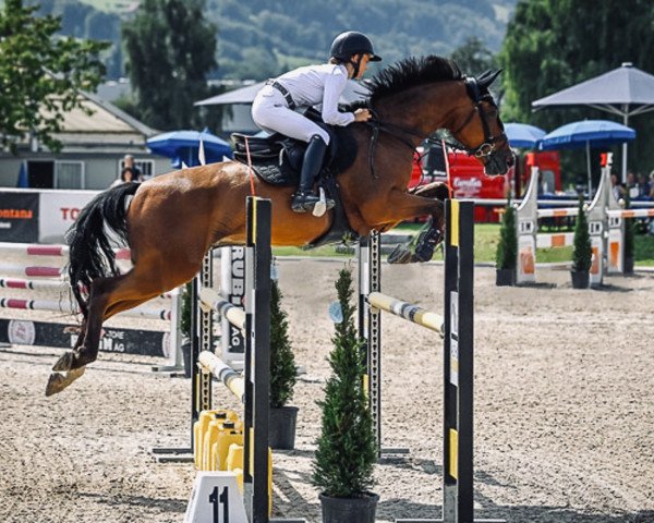 jumper All Star de Riverland (Selle Français, 2010, from Grenoble van de Withoeve)