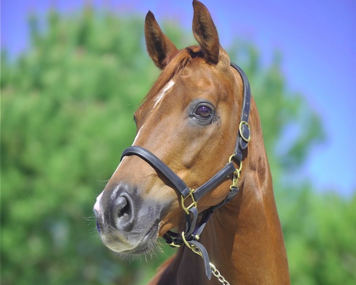 broodmare Donna Clara (Hanoverian, 2001, from Donnerhall)