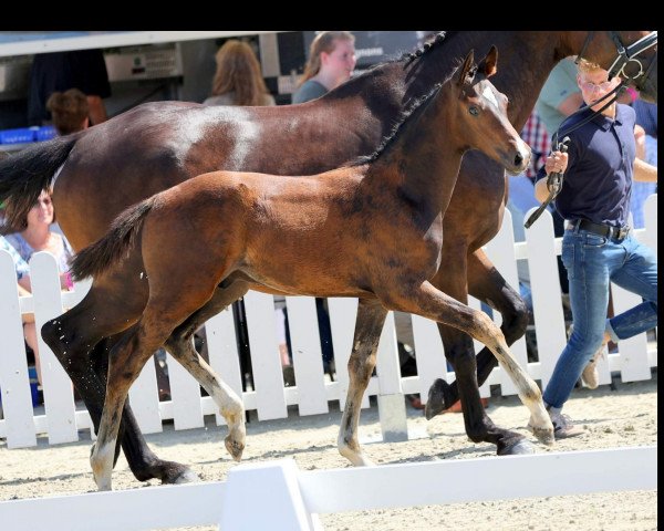 horse Danny (Westphalian, 2021, from Diamond Deluxe)