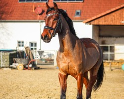 Springpferd Idefix 280 (KWPN (Niederländisches Warmblut), 2018, von Irvington VDL)