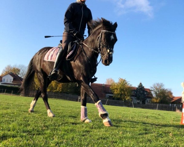 Dressurpferd Little Colline (Deutsches Reitpony, 2004, von Cadre)