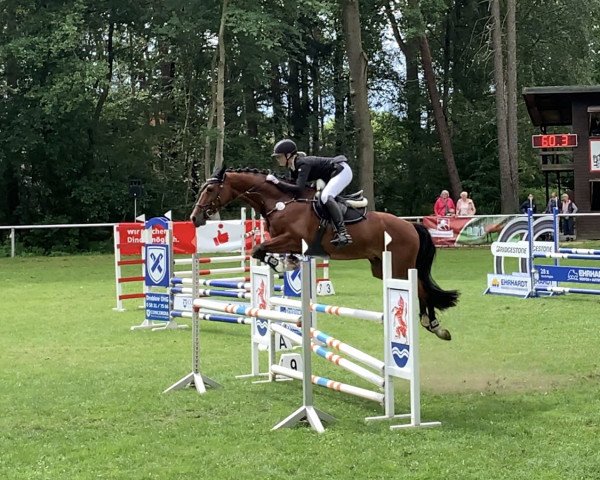 Springpferd Formidable Z (Zangersheide Reitpferd, 2015, von For Pleasure)