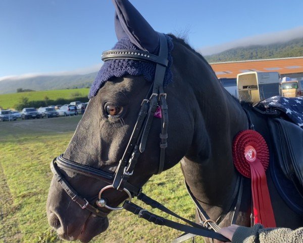 Springpferd Nemo 395 (Deutsches Reitpony, 2010, von Nino)
