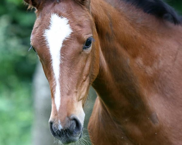 horse Cashmere's Ciwi LH (Hanoverian, 2021, from Cashmere)